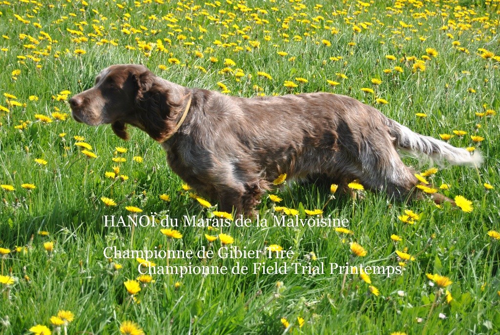 TR. CH. Hanoï du marais de la malvoisine