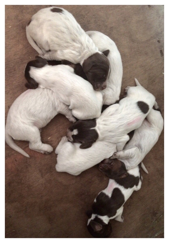 De La Forge Des Evoissons - Chiots Epagneul Picard