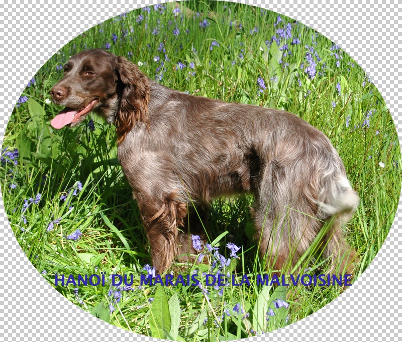 De La Forge Des Evoissons - Exposition Canine Nationale de Lille