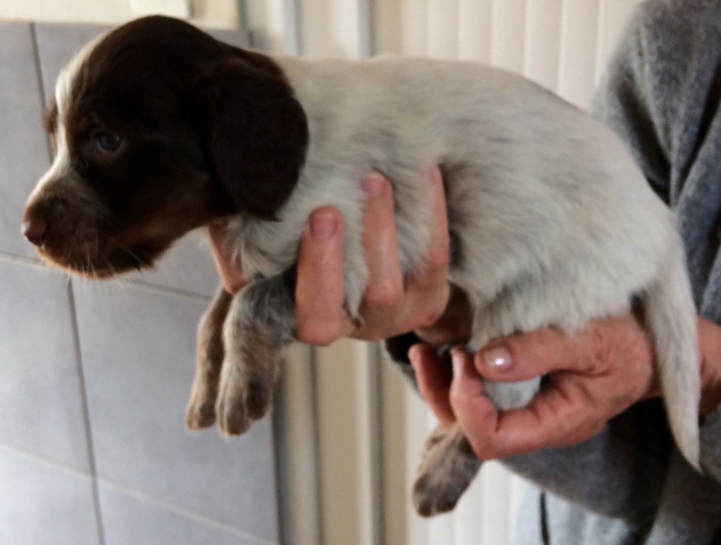 chiots de Hanoï et Leko à 1 mois