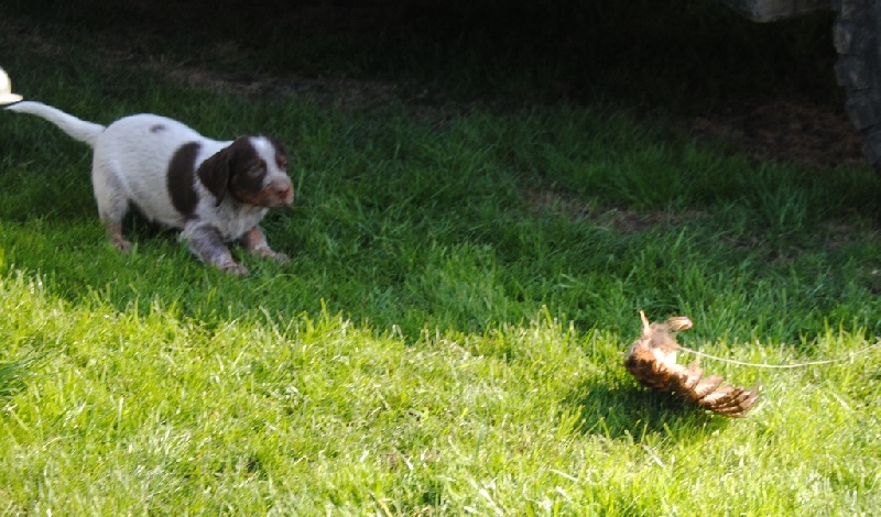 Chiots sur la plume , 1ère expérience