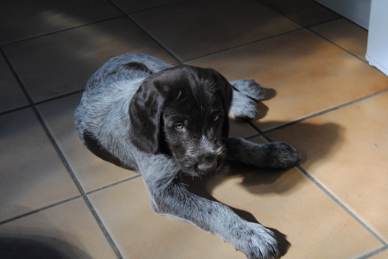 VITOU Venaticus Major dit HADES