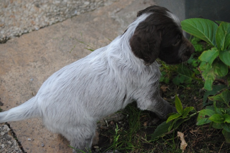 Sortie dans le jardin pour les chiots 