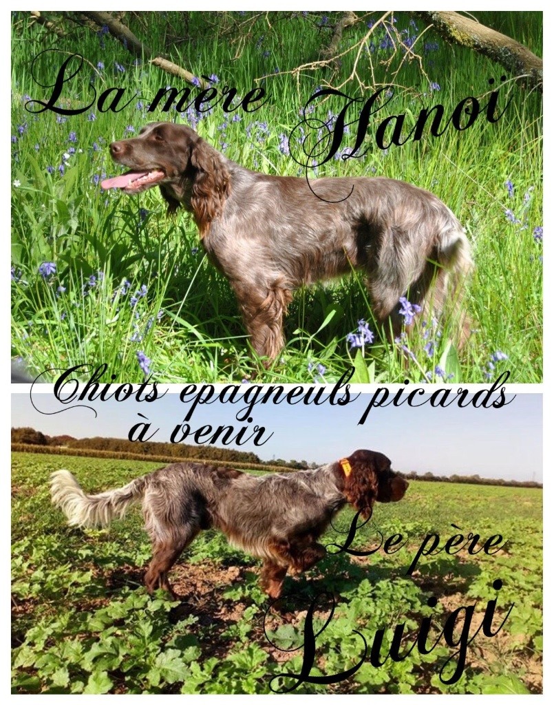 chiots de HANOÏ et LEKO dit LUIGI nés le 2 avril 2019