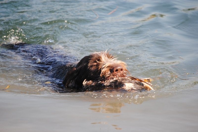 Entraînement à l'eau avec AFPECCA 76 Août 2012 St Aubin le Cauf